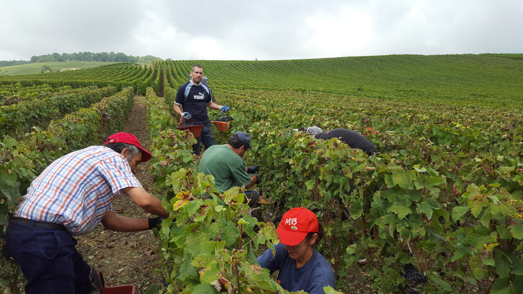 champagne-oudea-vendanges-2016