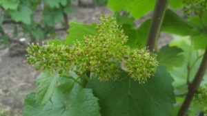 Fleur de vignes Billy 02-06-2017 - Champagne OUDEA